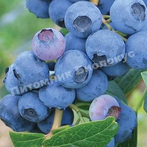 Голубика Блюэрли