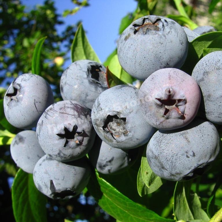 Голубика Блюэтта