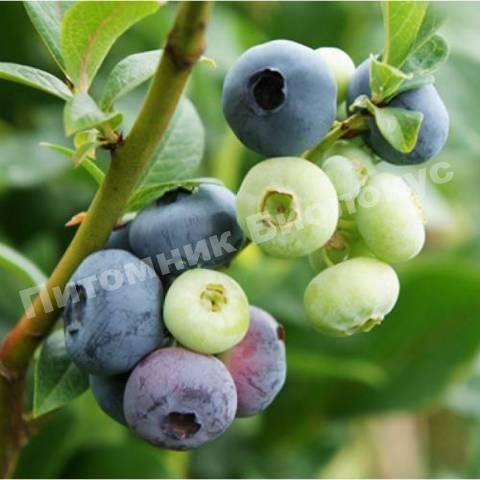 Голубика Чантиклер