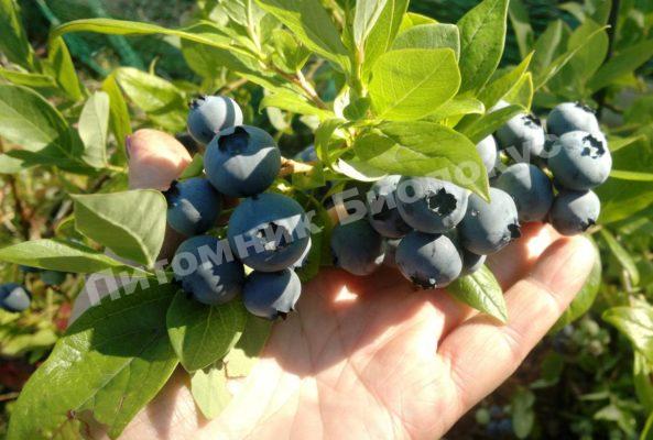 Голубика Дюк