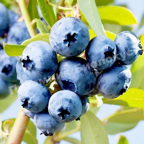 Голубика Элизабет