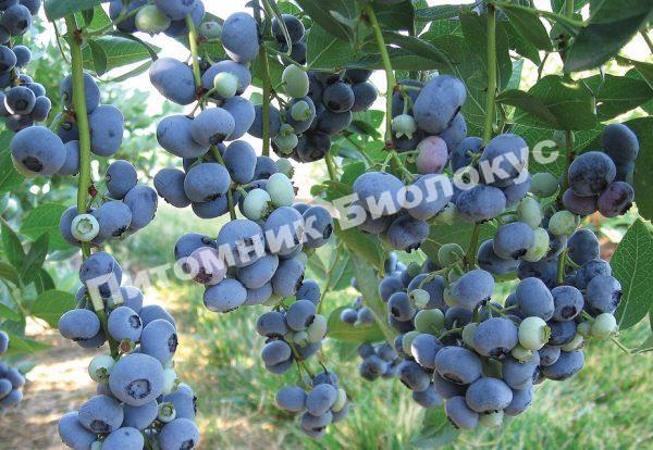 Голубика Блюголд низкорослая