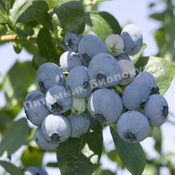 Голубика Река