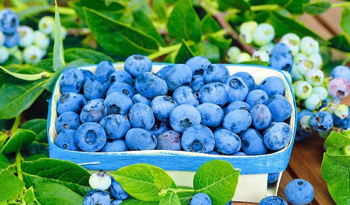 Голубика Вударт