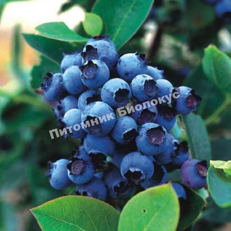 Голубика Блюджей высокорослая