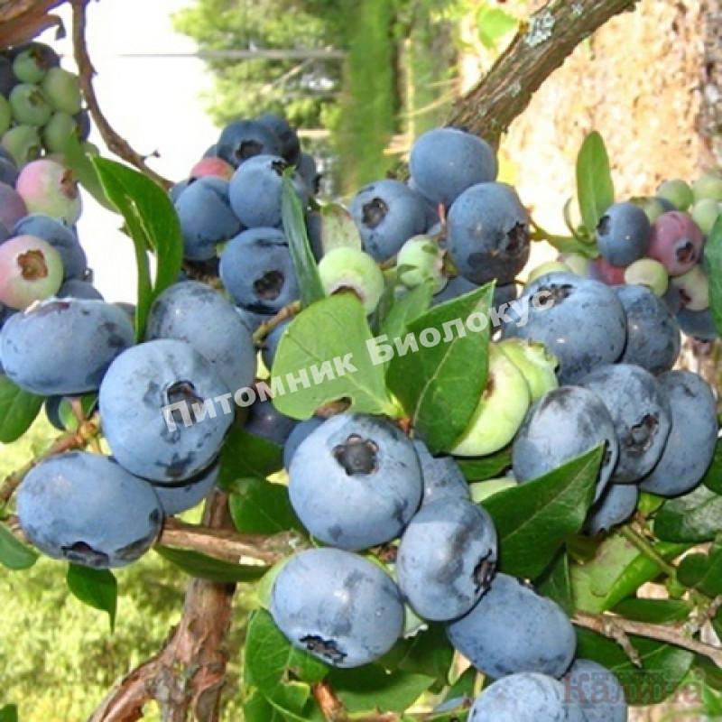 Голубика Блюрей высокорослая