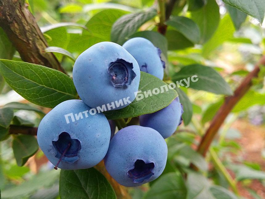 Голубика Бонус высокорослая