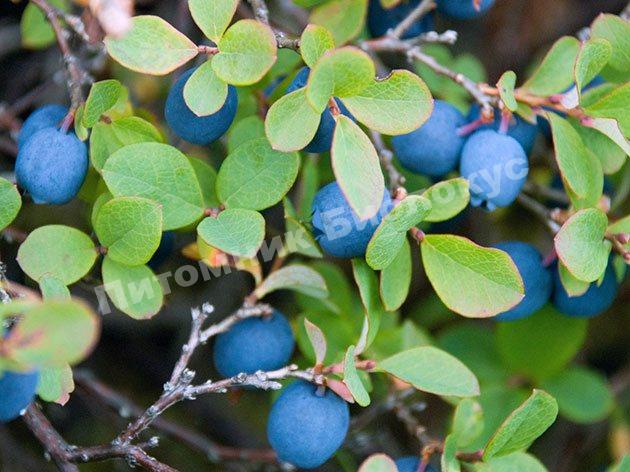 Голубика Кроличий глаз