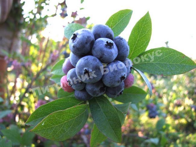 Голубика Патриот