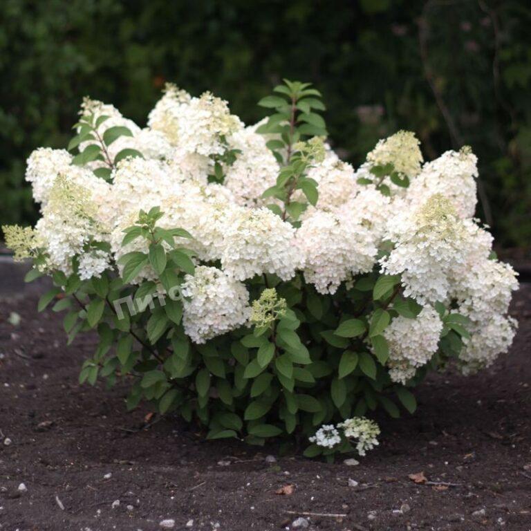 Гортензия метельчатая Саммер Сноу