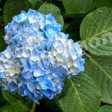 Гортензия Моркая Волна