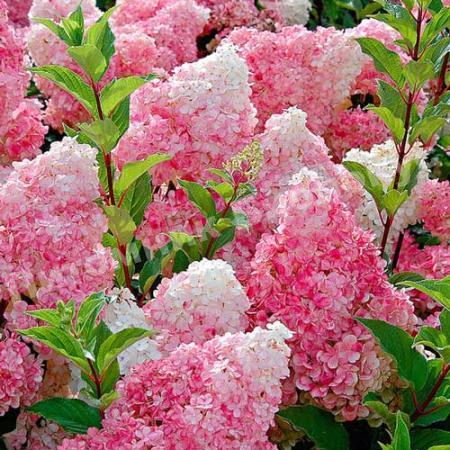 Гортензия Ванилла Фрейз