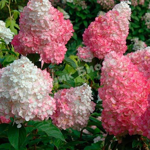 Гортензия Пинк Даймонд