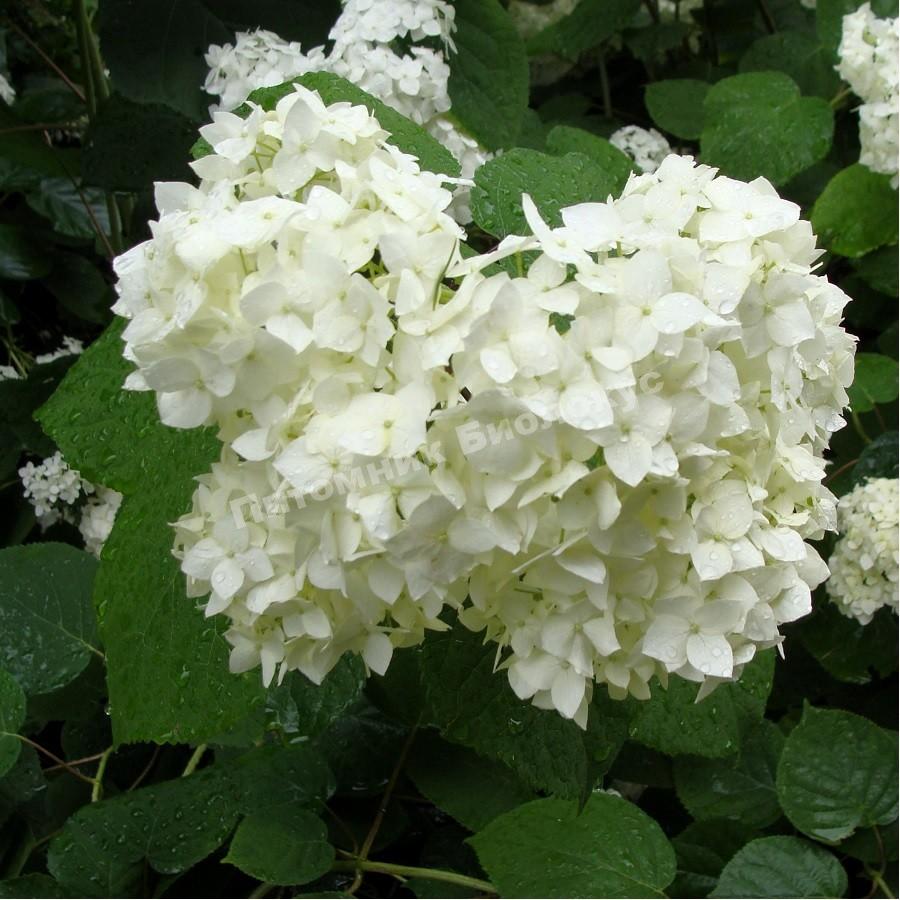 Гортензия древовидная Грандифлора