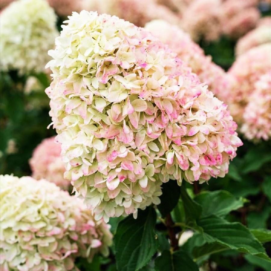 Гортензия метельчатая Саммэ Лав