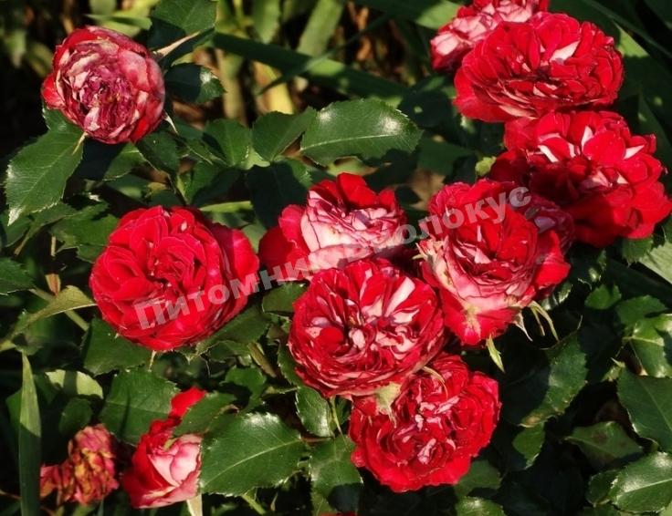 Роза бордюрная Гранатовый браслет