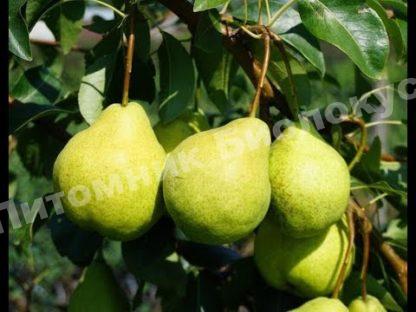 Груша августовская роса