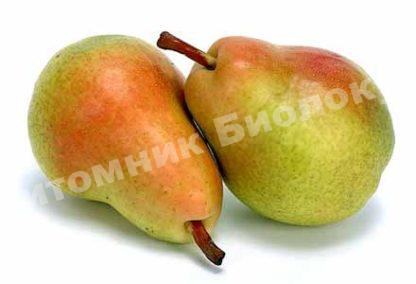 Груша Дюшес