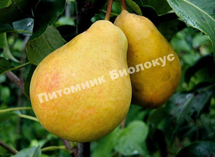 Груша кафедральная