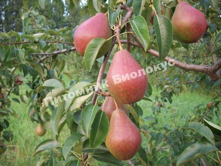 Груша Красуля