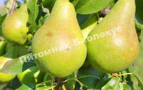 Груша видная