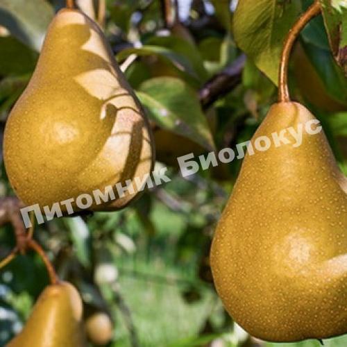 Груша Бере Боск