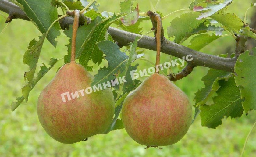 Груша Елена