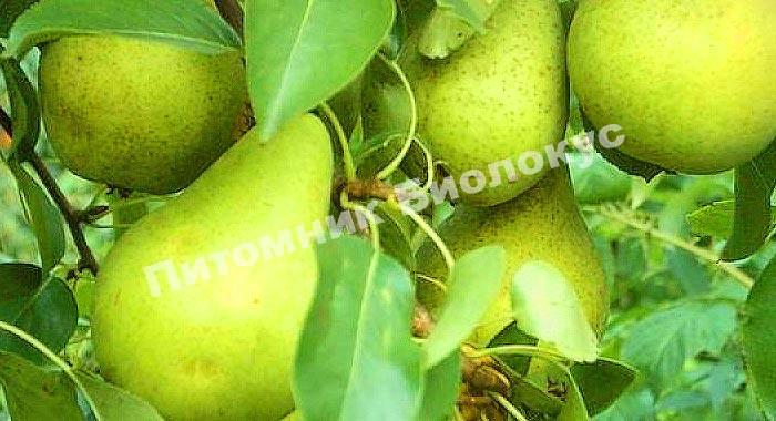 Груша зимняя Млиевская