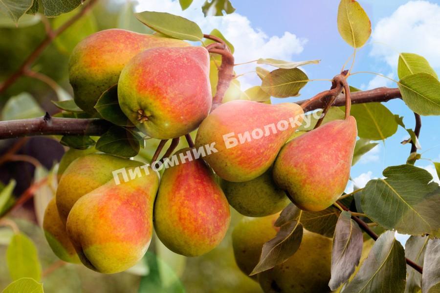 Груша Кокинская