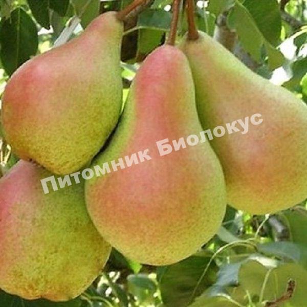 Груша Лесная Красавица