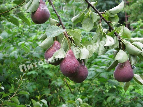 Груша Брянская красавица