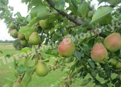 Груша Велеса