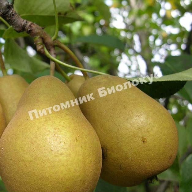 Груша Дюймовочка