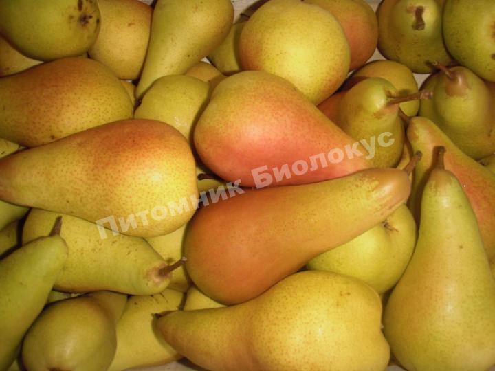 Груша Аббат Фетель