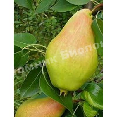 Груша Амфора
