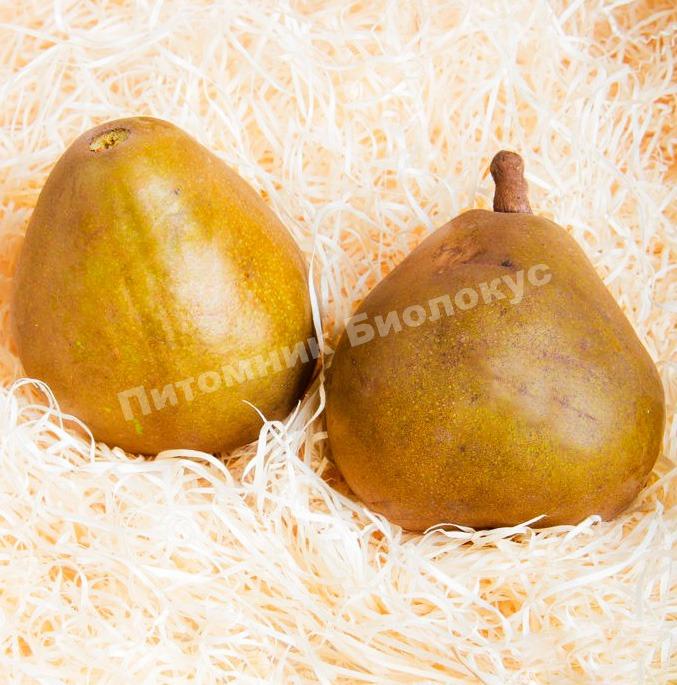 Груша Анжелис