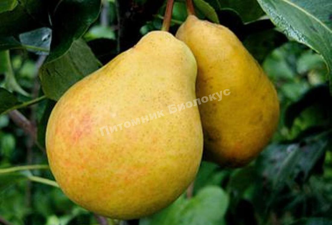 Груша Артемовская зимняя