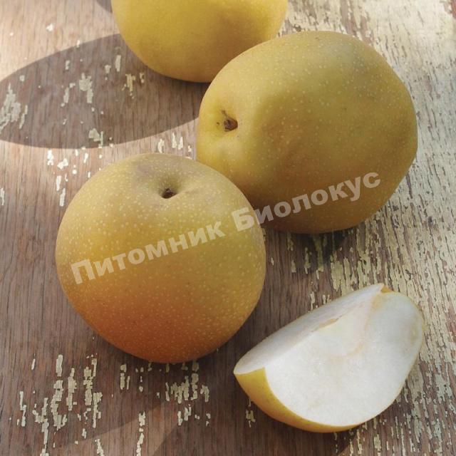 Груша азиатская Даитсуи Ли