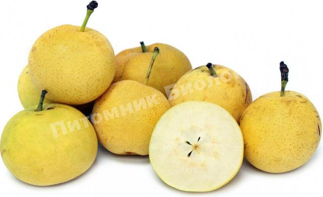 Груша азиатская Коко Суи