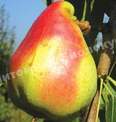 Груша азиатская Пинго Ли