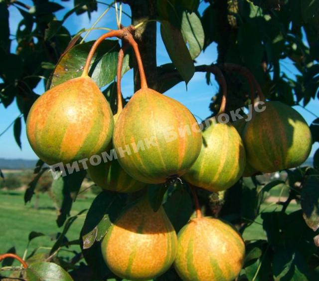 Груша азиатская Писанка