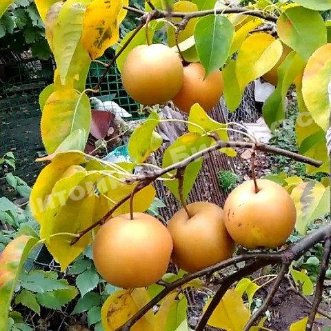 Груша азиатская Секуи
