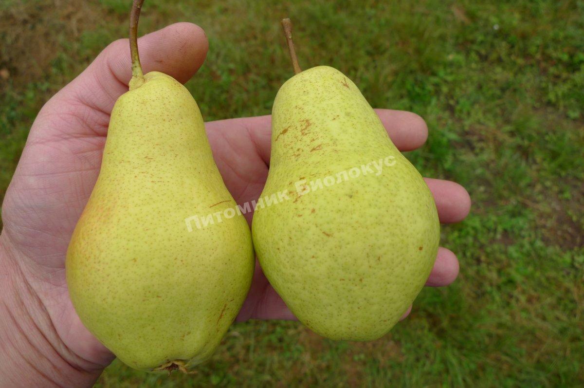 Груша Банановая
