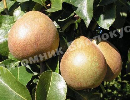 Груша Белорусская поздняя