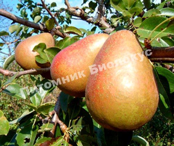 Груша Бере Клержо