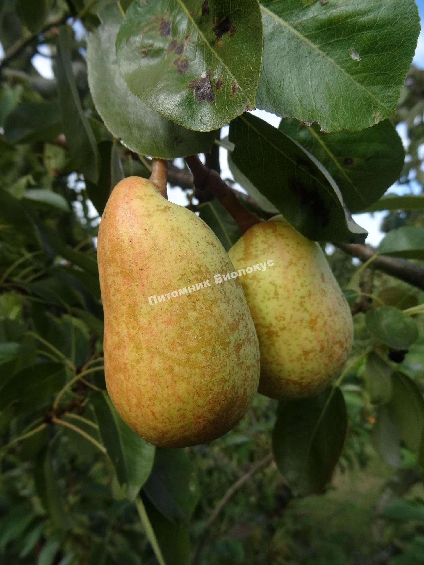 Груша Бере Летняя