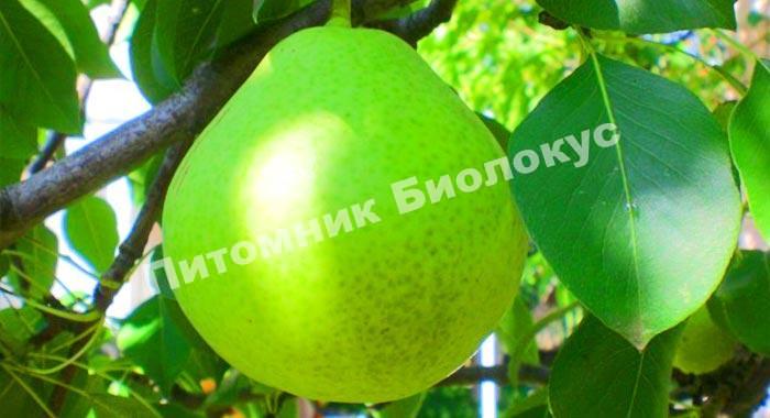Груша Бессемянка