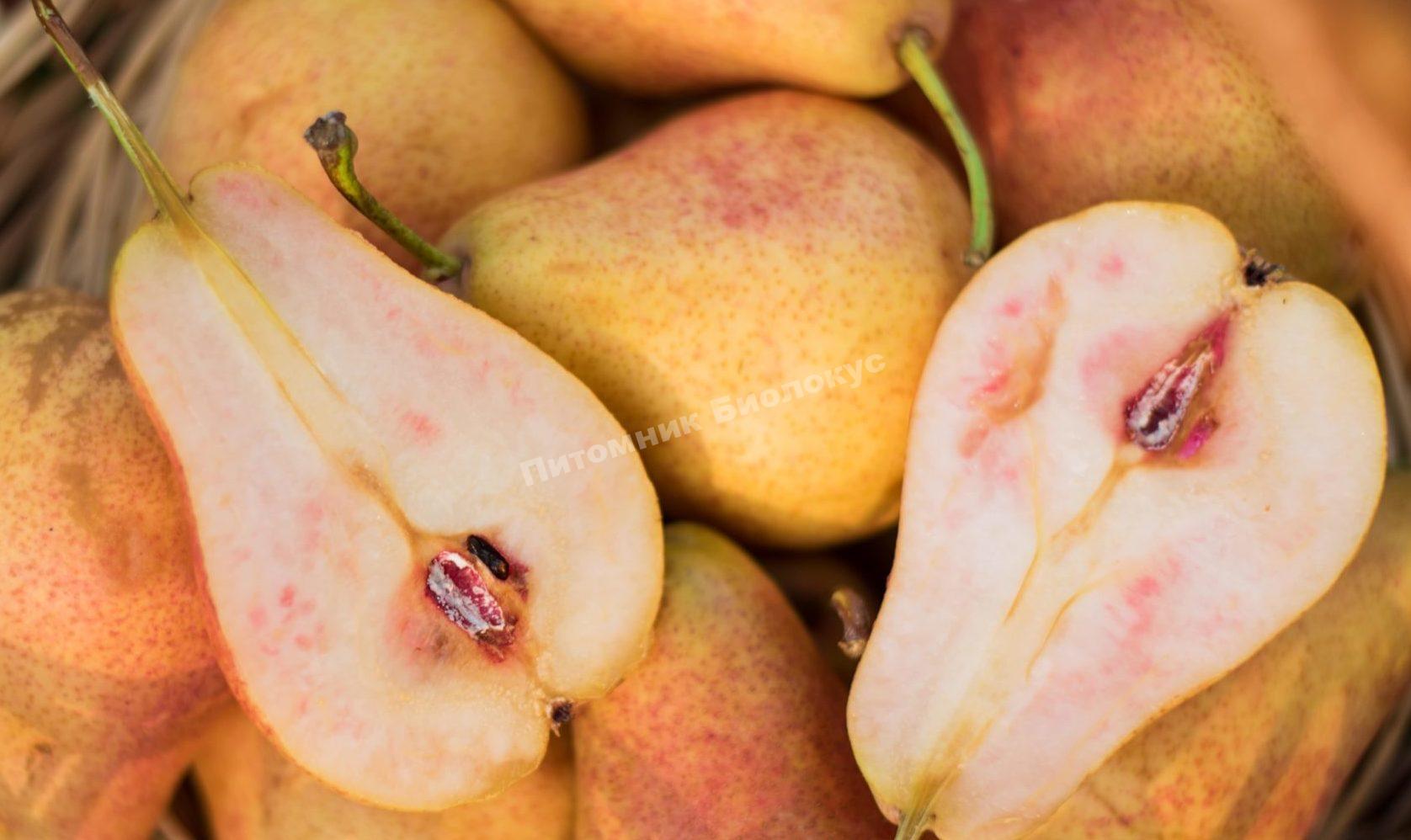 Груша Блютберн