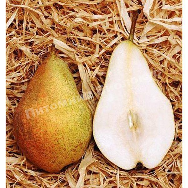 Груша Богема