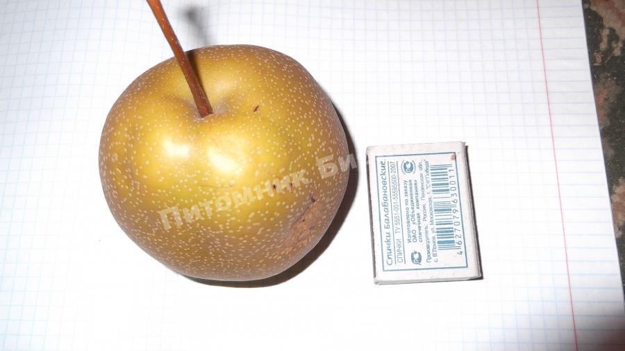 Груша Бронзовая